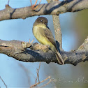 Eastern Phoebe