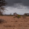 Kudu Bull