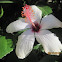 Hawaiin Hibiscus