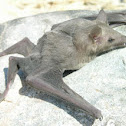 Lesser long-nosed bat