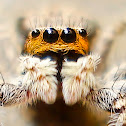Gray wall Jumper(Female)