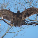 Turkey Vulture