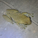 Common MilkTreefrog (rana de leche)