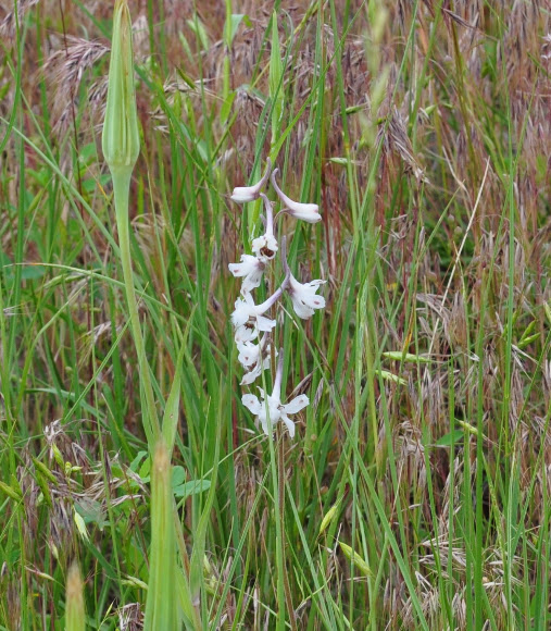 Spotting Image 1