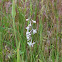 White Penstemon