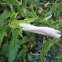 Field Bindweed