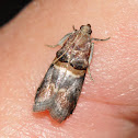 Hickory Leafstem Borer Moth