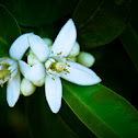 Orange (blossoms)