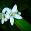 Orange (blossoms)
