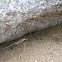 Northern sagebrush lizard