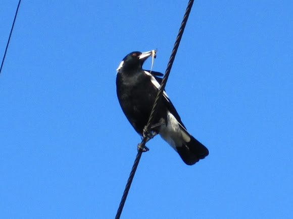 Spotting Image 1