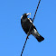 Australian Magpie