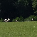 Stork