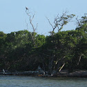 Caribbean Osprey