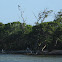 Caribbean Osprey