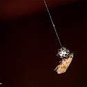 Black and white spiny orb weaver