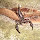 Scorpions of Texas