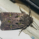 Bristly cutworm