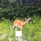 White tailed deer