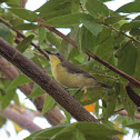 Golden-Bellied Gerygone