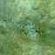 Yellow Stingray