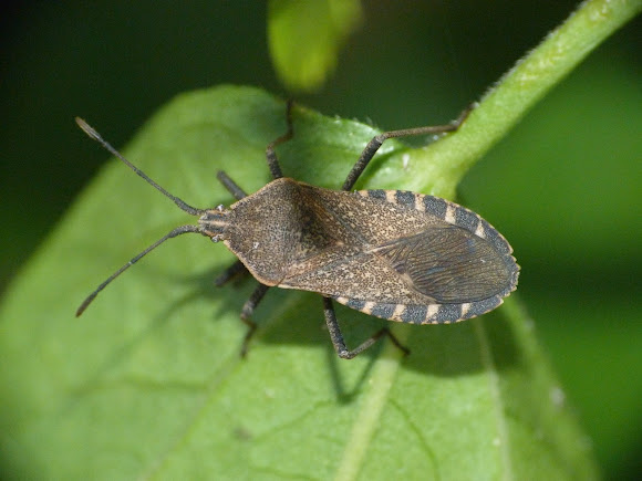 Spotting Image 1