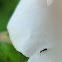 Ant