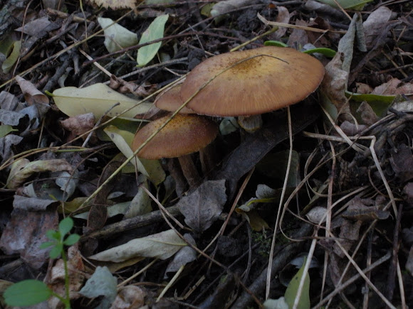 Spotting Image 1