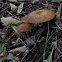 Sheathed Woodtuft
