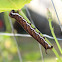 White-brow Hawkmoth