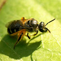 Stingless Bee
