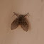 mouth flies