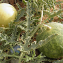 Bitter Apple
