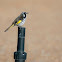 New Holland Honeyeater