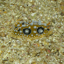 Phyllidia ocelata (pancake nudi)