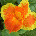 Canna lily