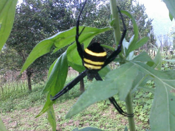 Spotting Image 1