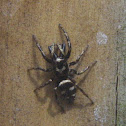 Zebra Jumper, male