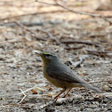 Sulphur-bellied Warbler