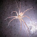 Hunstsmen spider
