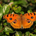 The Peacock Pansy (Wet-season form)