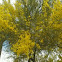 Sonoran Palo Verde/ Palo Brea