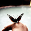 Red Admiral butterfly
