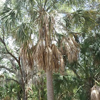 Sabal Palmetto