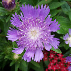 Stoke's Aster