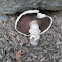 Agaricus bitorquis (Spring Agaricus)