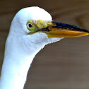 Great Egret
