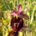 Horseshoe Orchid