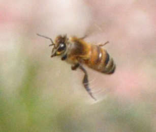 Spotting Image 1