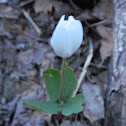 Bloodroot